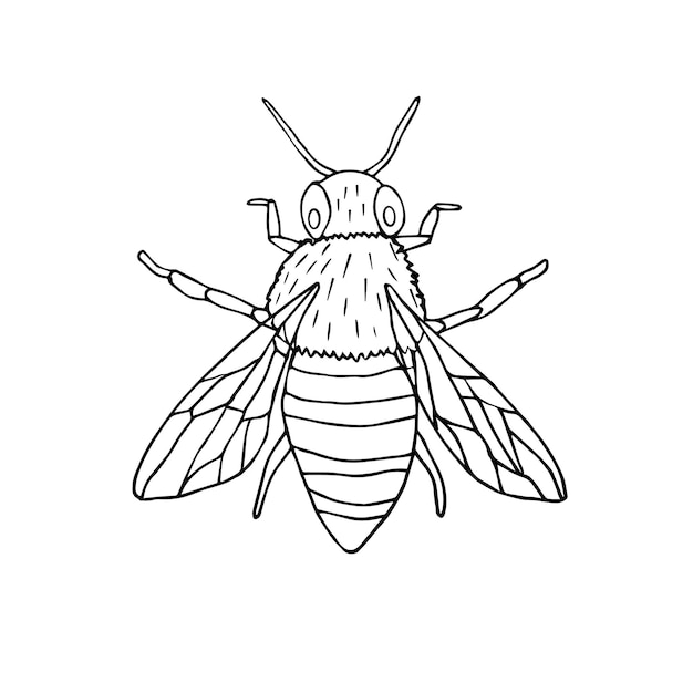 Ape di schizzo di doodle disegnato a mano di vettore