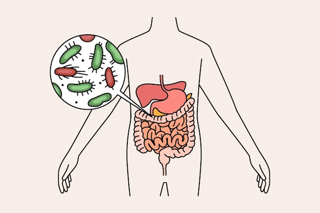 Apparato digerente e concetto di intestino. Corpo umano con microrganismi batterici verdi e rossi nello stomaco e nell'intestino illustrazione vettoriale