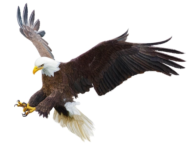 Aquila calva che vola in picchiata attacco mano disegnare e dipingere il colore su sfondo bianco illustrazione vettoriale.