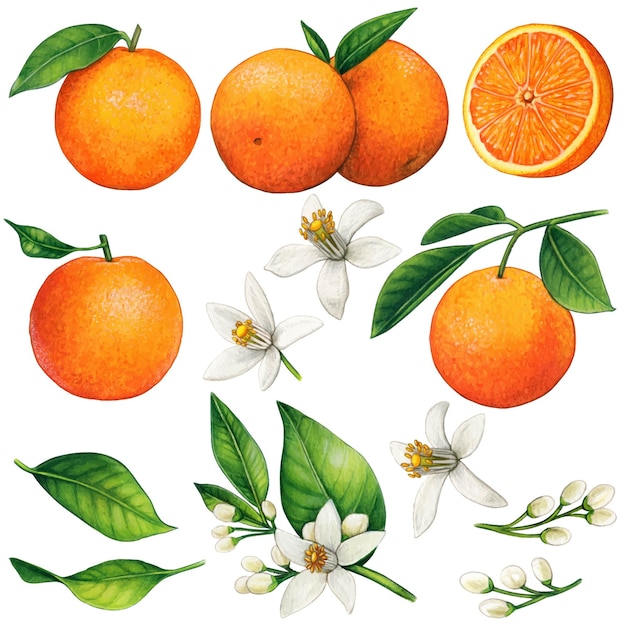 Arance e fiori d'arancio realistici disegnati a mano dell'acquerello