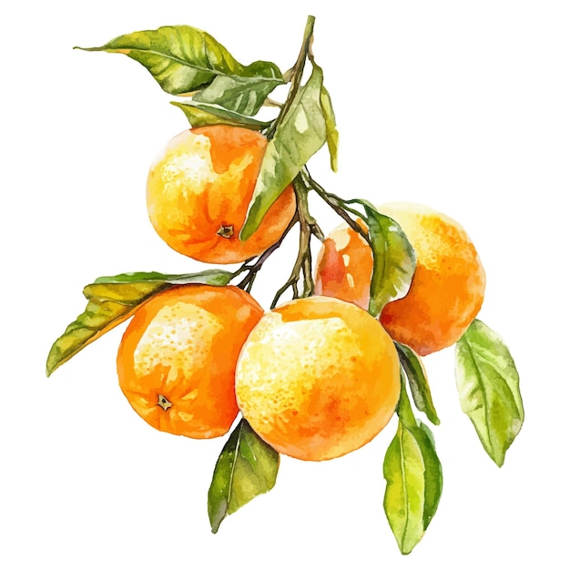 Aranci ad acquerello su un ramo Clipart di illustrazione isolato su sfondo bianco