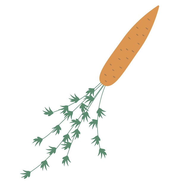 Arancio carota fresca con foglie verdi vettore icona salute cibo clip art