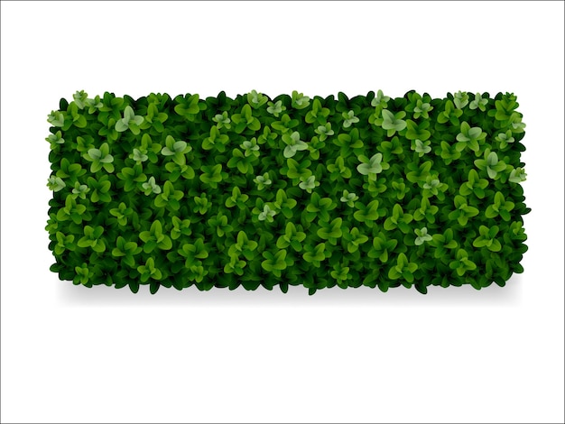 Arbusti di bosso rettangolari, recinzione verde
