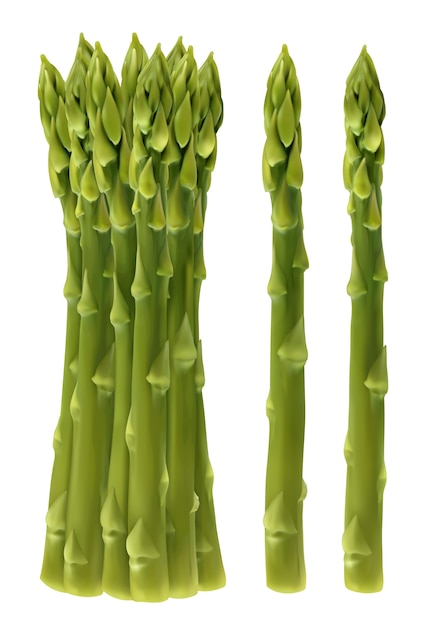 Asparagi da giardino. Illustrazione dell'erba del passero