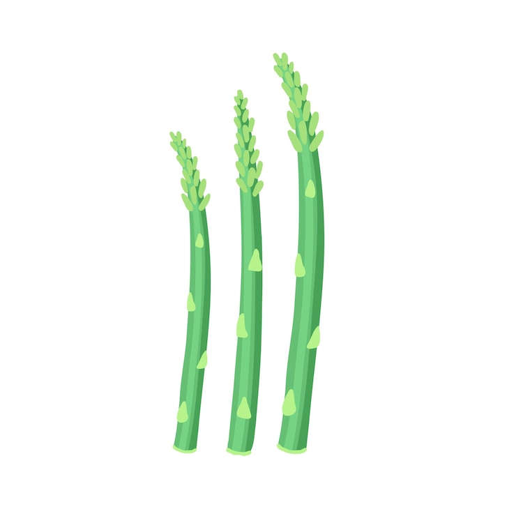 Vettore asparagi vegetali sani alimenti di fattoria illustrazione disegnata a mano