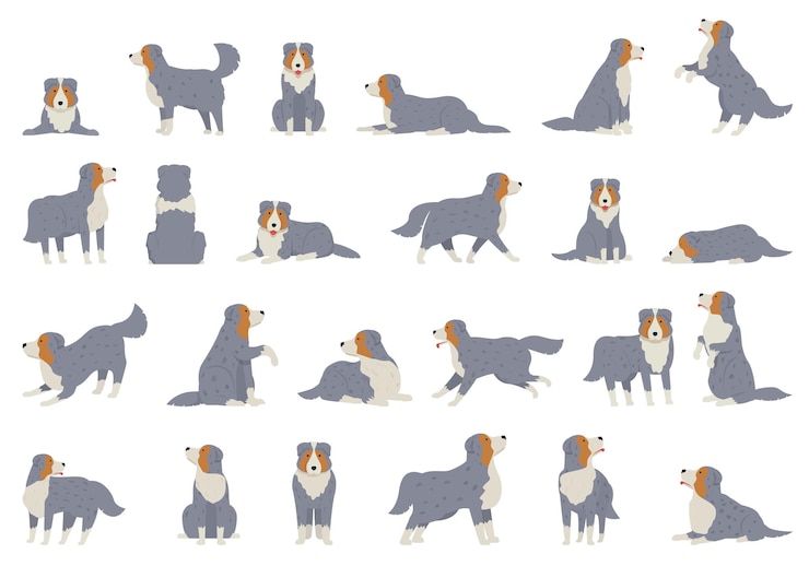 Vettore australian shepherd icone set cartone animato vettore cane animale razza canina