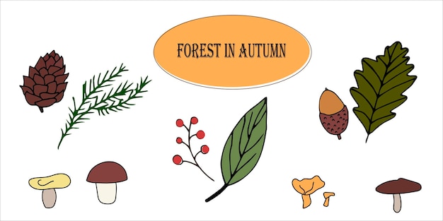 Autunno di doodle di vettore. Foglie, ghiande, coni, aghi, bacche e funghi. Un insieme di piante autunnali.