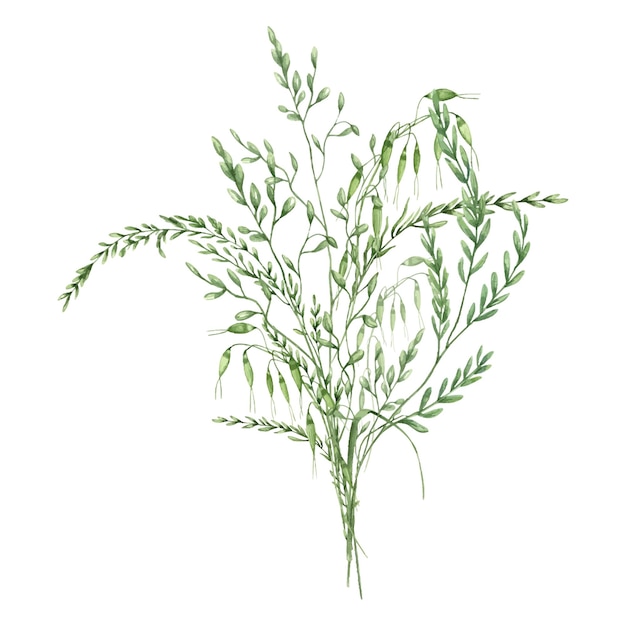 Avena di campo mais e erba con spikelet bouquet acquerello illustrazione set isolato sfondo pianta di prato estiva disegnata a mano composizione di fattoria floreale per decorazione rustica biglietti di auguri