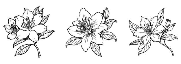 Vettore azalea blossoms line art