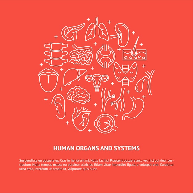 Bandiera rotonda medica con organi umani