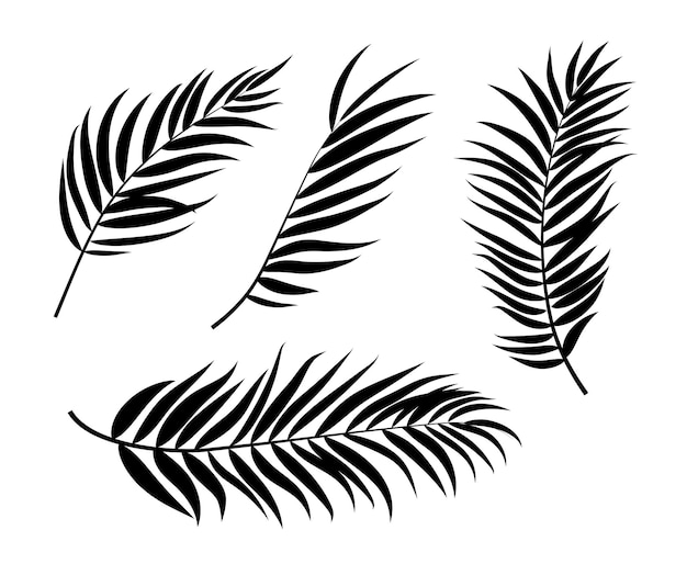 Beautifil Palm Tree Leaf Silhouette Background Vector Illustration EPS10