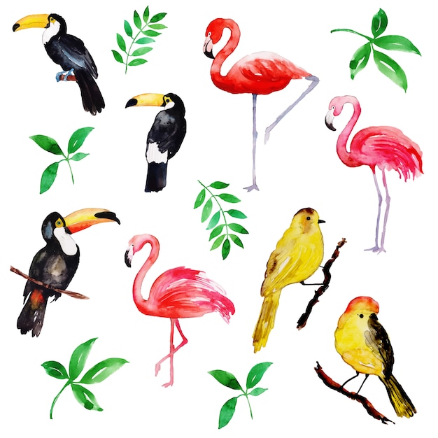 Bella collezione di uccelli tropicali dell&#39;acquerello