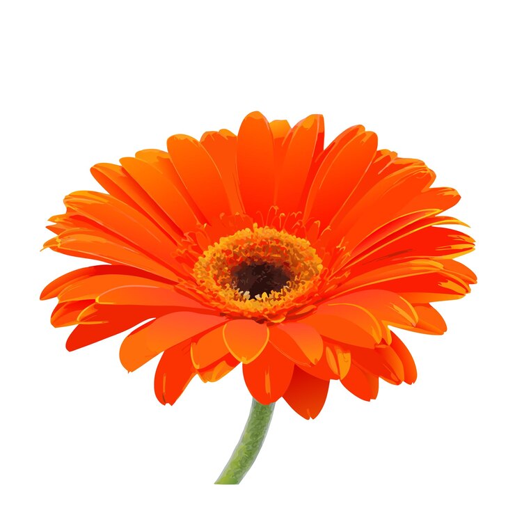 Vettore bella gerbera arancione isolata su un vettore bianco illustrazione 5