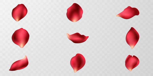 Bella illustrazione di vettore del fondo dei petali di rosa rossa
