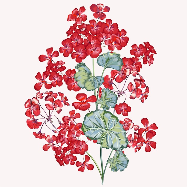 Bella illustrazione vettoriale con fiore di geranio rosso in stile altamente dettagliato