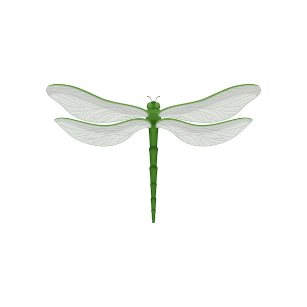 Bella libellula con lungo corpo verde e due coppie di grandi ali trasparenti Piccolo insetto veloce Elemento grafico per manifesto o cartolina Vettore piatto colorato isolato su sfondo bianco