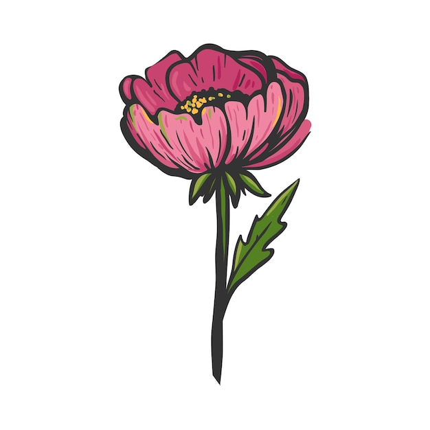 Bella peonia rosa isolata on white Illustrazione floreale vettoriale