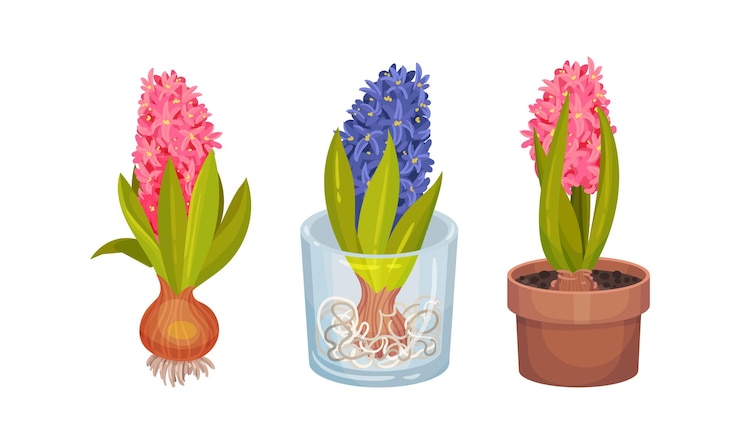 Vettore bellissimi fiori di giacinto colorate piante bulbose in fiore primaverile illustrazione vettoriale