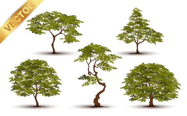 Bellissimo albero realistico su uno sfondo bianco.