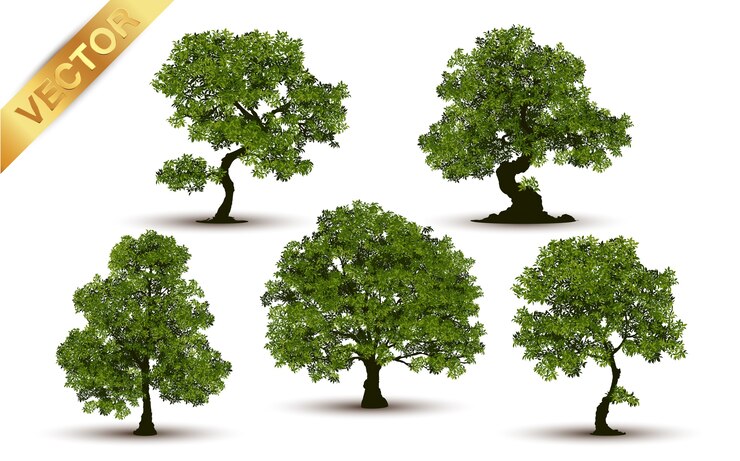 Bellissimo albero realistico su uno sfondo bianco.