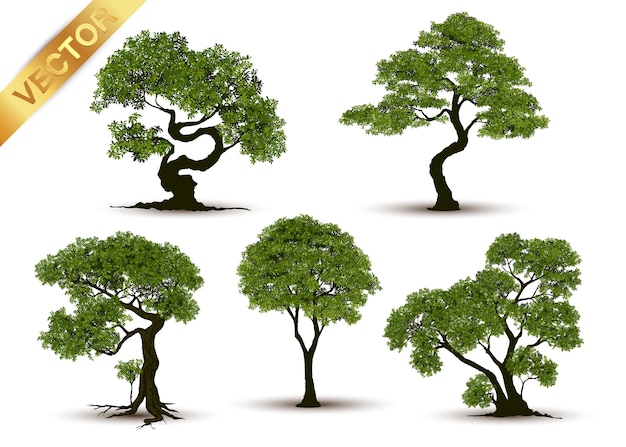 Bellissimo albero realistico su uno sfondo bianco.