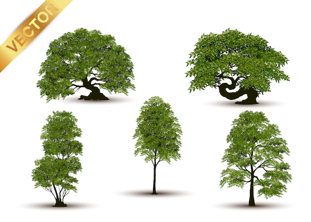 Bellissimo albero realistico su uno sfondo bianco.