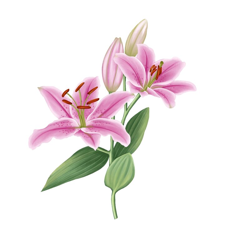 Bellissimo dipinto di fiori di giglio rosa