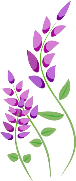 bellissimo mazzo di lavanda viola