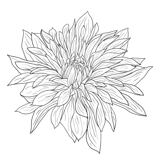 Bellissimo schizzo monocromatico in bianco e nero dalia fiore isolato