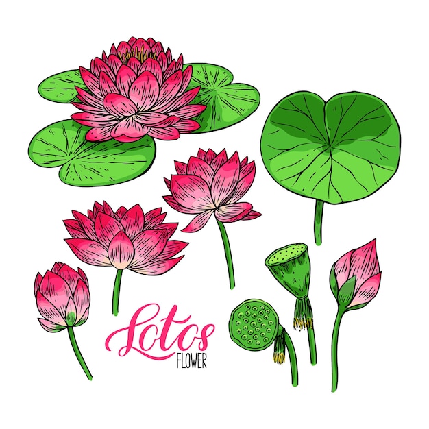 Bellissimo set di fiori e foglie di loto. Illustrazione disegnata a mano