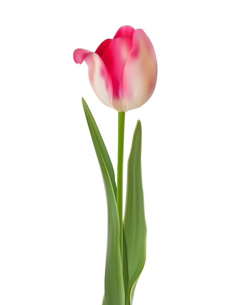 Bello tulipano rosa isolato su bianco.