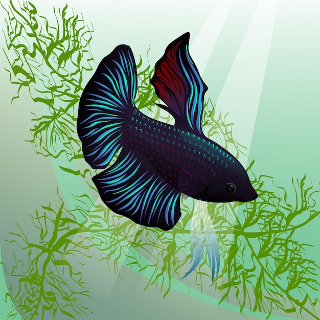betta pesce nell'acqua