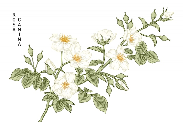 Bianco rosa canina Rosa canina disegni di fiori