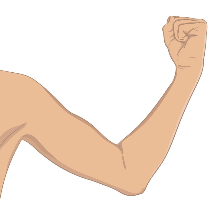 Bicipi femminili ben tonificati braccio piegato del gomito che mostra progressi dopo il fitness stile realistico donna sport