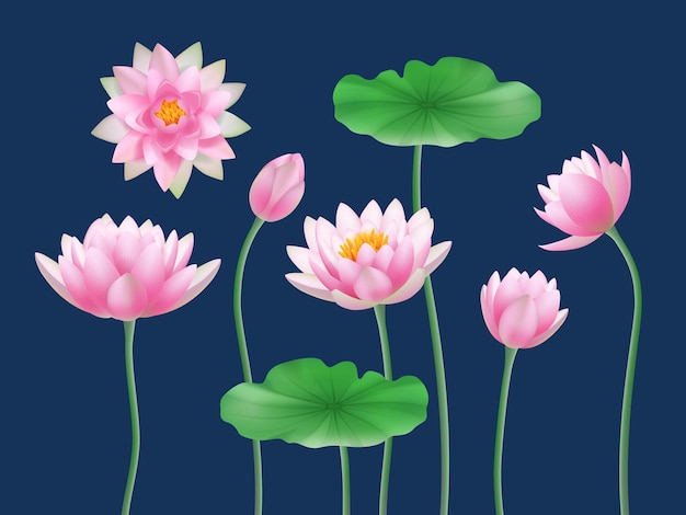 Boccioli realistici di loto. Set di illustrazioni vettoriali decenti di simboli yoga di fiori colorati natura. Bocciolo di loto con petali di flora, botanica rosa floreale