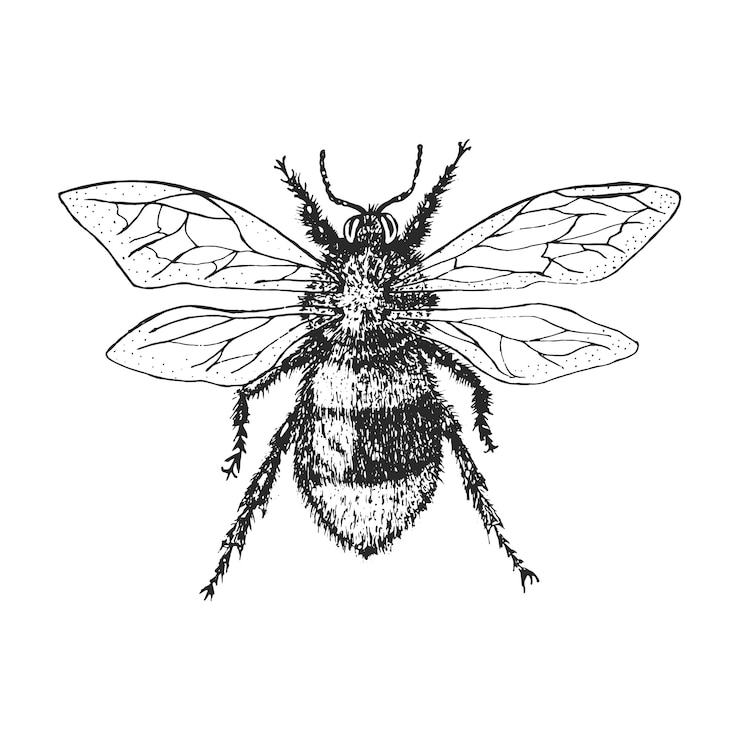 Vettore bombo insetto scarabeo e api molte specie in vintage vecchio stile disegnato a mano illustrazione incisa xilografia.