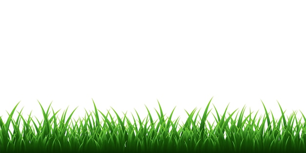 Bordo dell'erba verde impostato su sfondo trasparente.