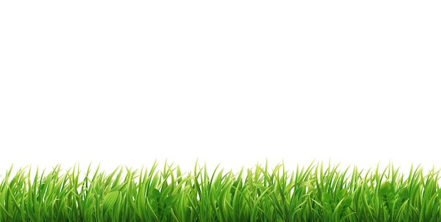 Bordo senza giunte dell'erba verde Illustrazione realistica del prato o del prato del campo orizzontale