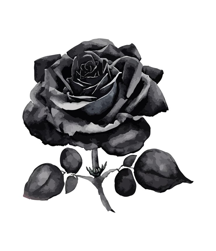 Vettore bouquet acquerello di fiore rosa nero isolato su sfondo bianco composizioni floreali acquerello