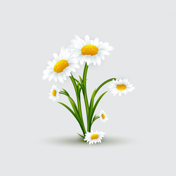 bouquet di camomille con foglie