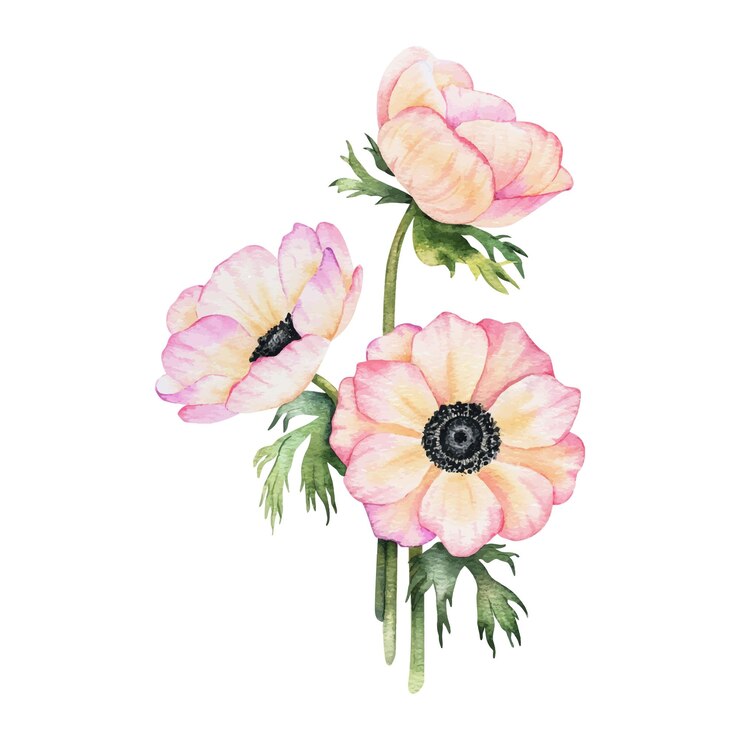 Bouquet di fiori e foglie di rosa Anemone Illustrazione ad acquerello vettoriale isolata