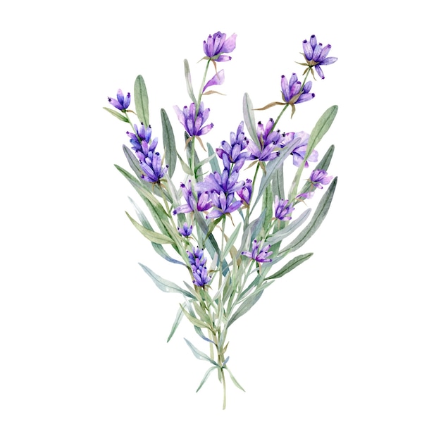 Bouquet di lavanda acquerello