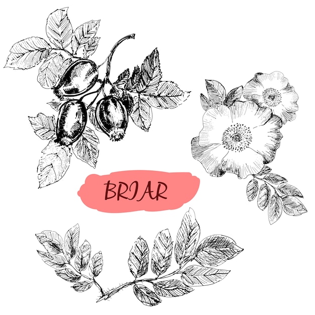 Briar. Rosa selvatica