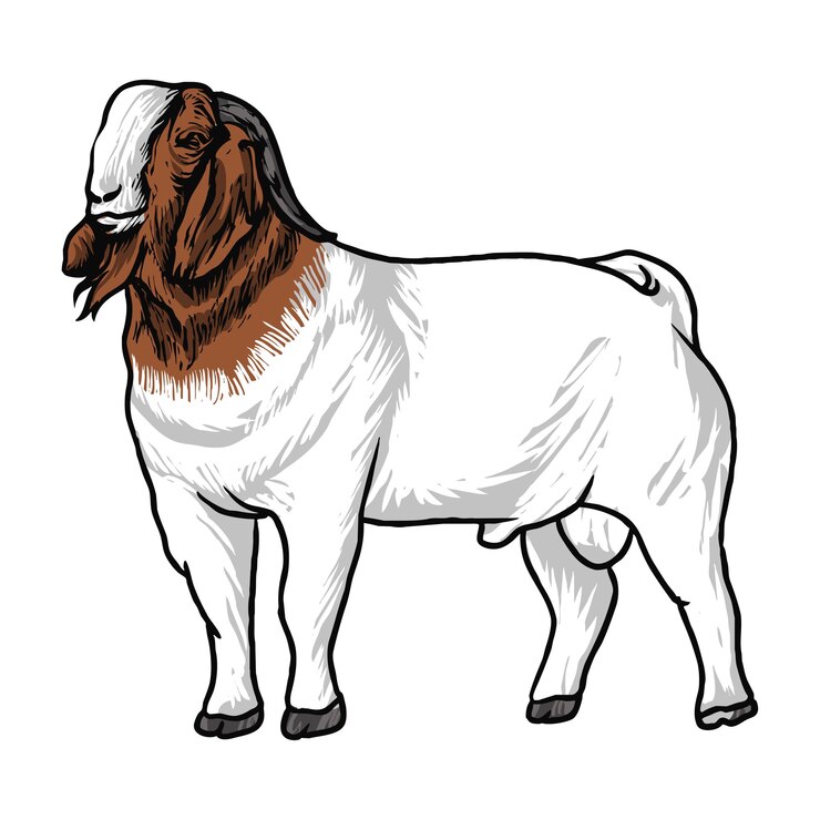 Vettore buck boer goat vector stock3