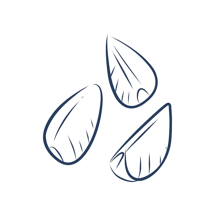 Vettore bulbo d'aglio allium sativum line art icona vettoriale per applicazioni alimentari e siti web