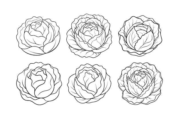 Cabbage Brassica oleracea disegno etichettato illustrazione vettoriale line art