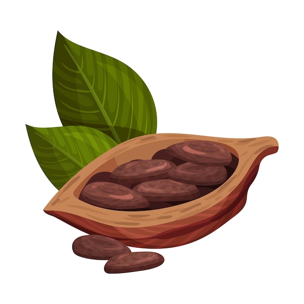 Cacao a guscio con fagioli all'interno di illustrazione vettoriale realistica