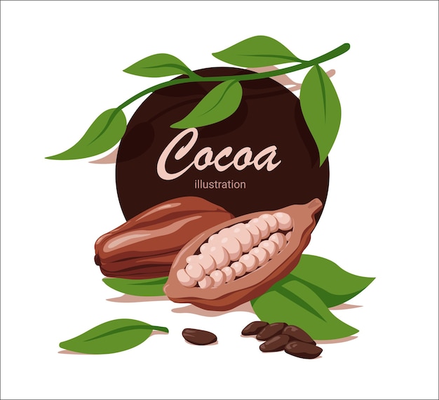 Cacao fresco con foglia in stile cartone animato Vettore intero e mezzo cacao con chicchi fritti isolati su sfondo bianco