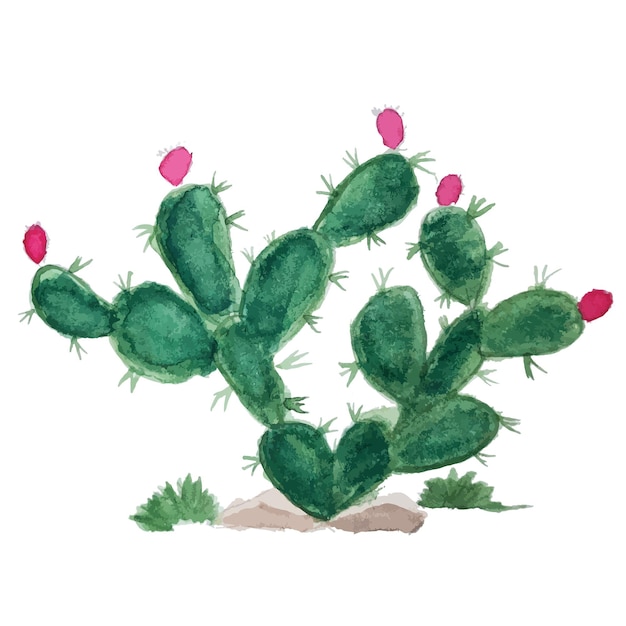 Cactus acquerello isolato su sfondo bianco. Illustrazione di vettore.