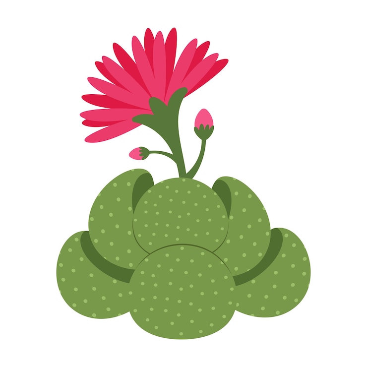 Vettore cactus colorati e collezione succulenta con fiori e forme uniche